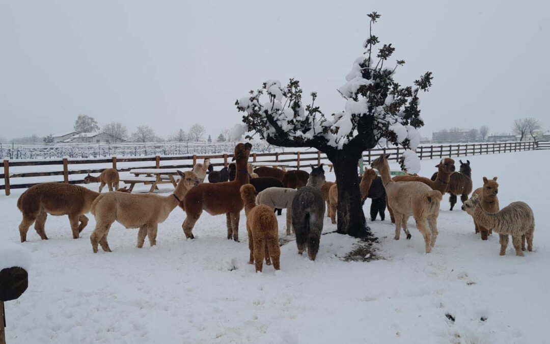 Adattamento estremo agli ambienti ad alta quota