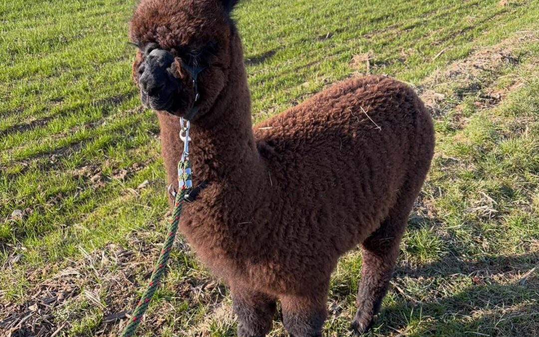 Intelligenza e memoria: più acuti di quanto sembri