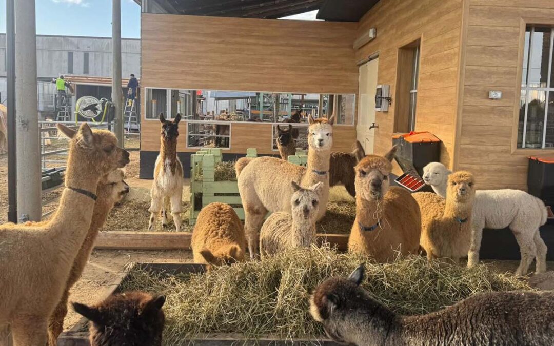 Un viaggio approfondito tra biologia, comportamento, emozioni e relazioni con l’uomo