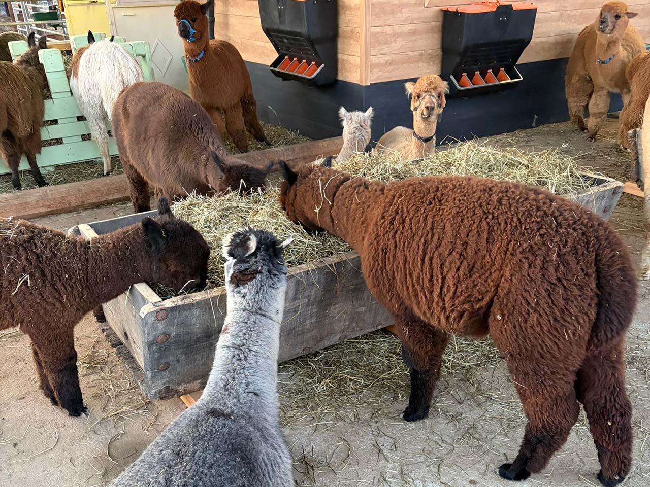 Alimentazione degli alpaca - max 8 persone - 15€