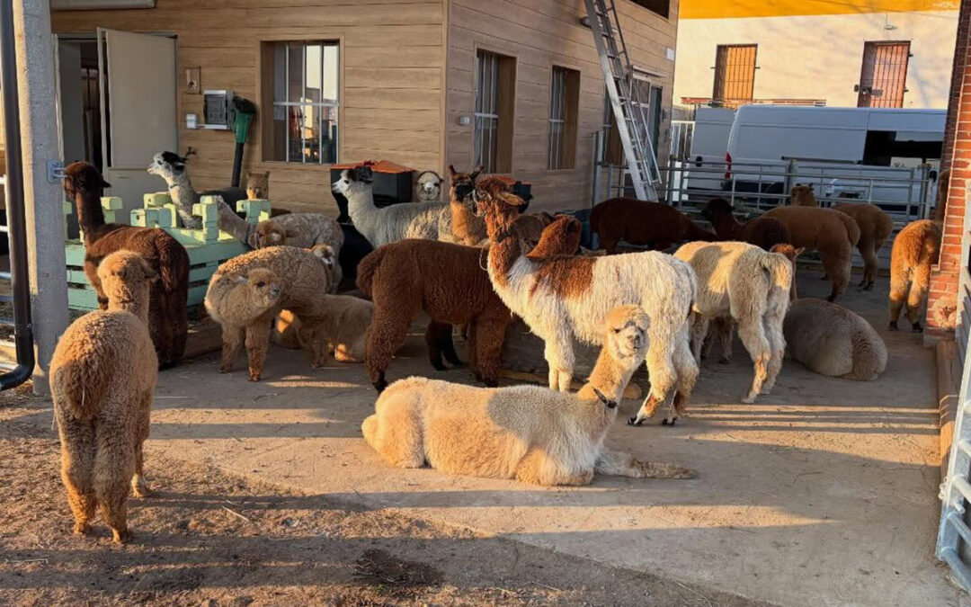 Una struttura sociale complessa: ruoli, relazioni e gerarchie