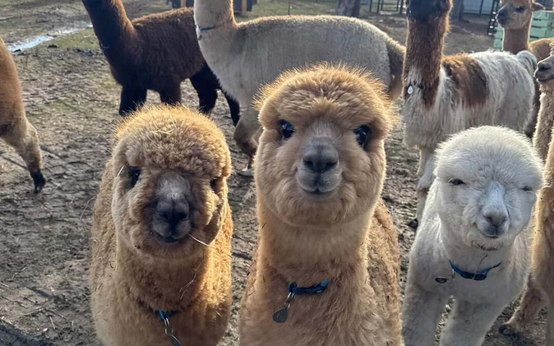 Lama e alpaca: due cugini simili solo a prima vista, facendo parte della stessa famiglia dei Camelidi