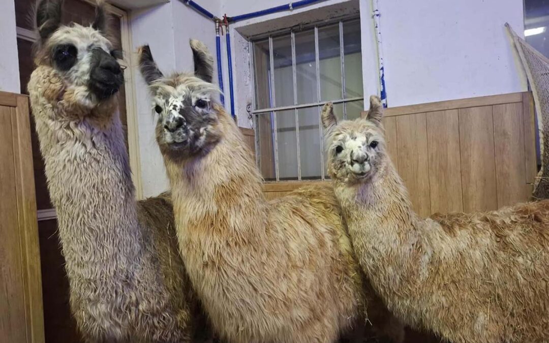 La tosatura: Huacaya una volta l’anno, Suri una volta ogni due anni