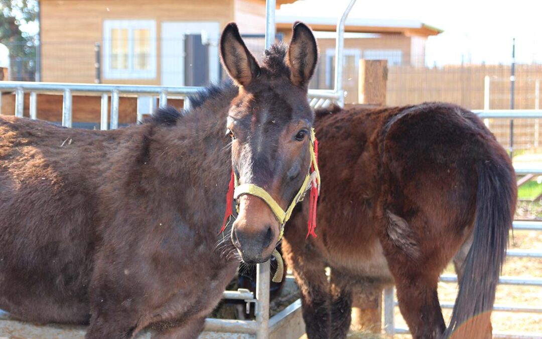 I muli guardiani: la sorprendente intelligenza che protegge il branco